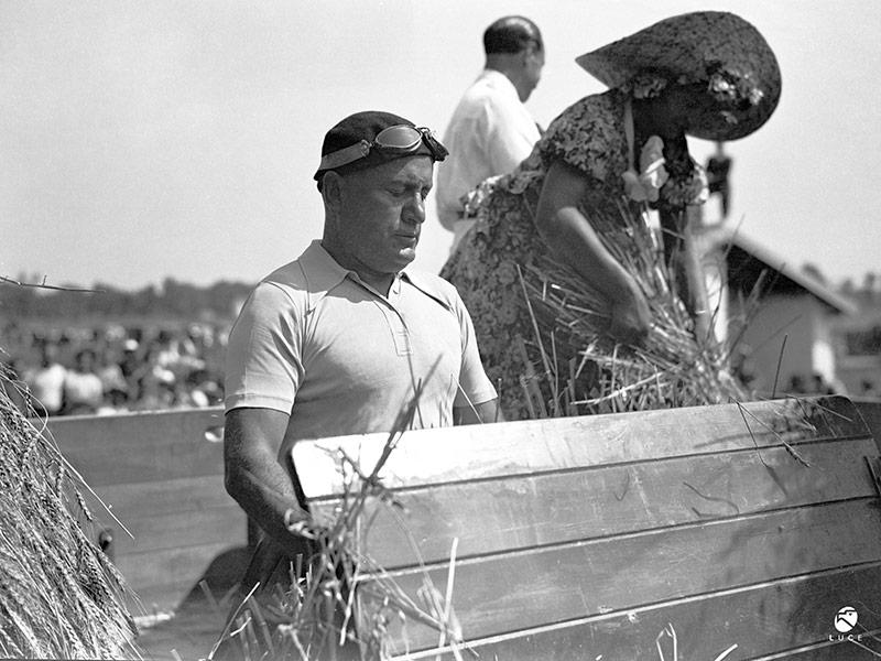 fascista mussolini raccoglie il grano